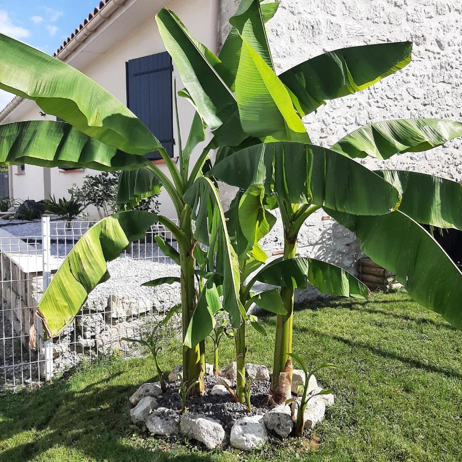 Le Domaine Vesque Villa Saint-Pierre-de-Clairac Eksteriør billede